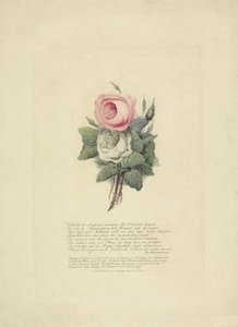 Rosen mit den Silhouetten der königlichen Familie, 1816