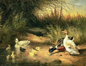 Enten, Erpel und Entenküken