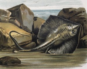 Gewöhnlicher Stechrochen (Trygon pastinaca) von F. (after) Padro