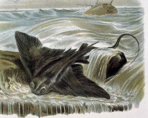 Adlerrochen (Myliobatis aguila) Stich nach einer Zeichnung von F. Padro von F. (after) Padro