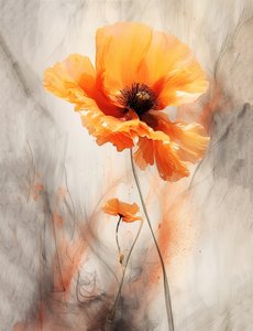 Mohnblumen von F. Abderrahim