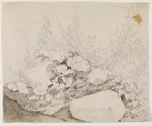 Pflanzen und Felsen (Detailstudie) von F. Sødring
