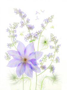 Zarte Lavendelblüten