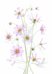 Ätherische Rosa Kosmos von Fangping Zhou