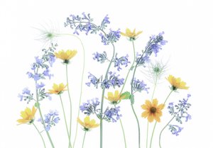 Wilde Wiesenblüten