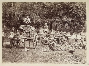 Verladen von geernteten Ananas auf Wagen, Burma, Elgin Sammlung: 