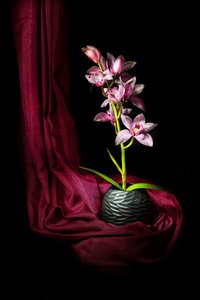 Elegante Rosa Orchidee von Felice Angelino