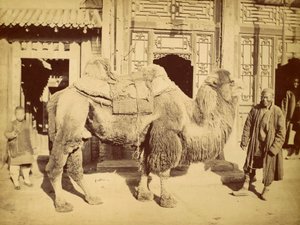 Baktrisches Kamel mit Führer, ca. 1860 (Fotogravur)