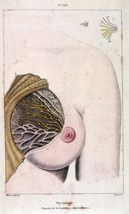 Anatomische Illustration von F. E. Guerin. Aus Dictionnaire pittoresque d