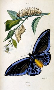 Botanische und zoologische Illustration von F. E. Guerin. Aus Dictionnaire pittoresque d