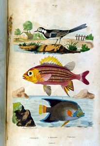 Botanische und zoologische Illustration von F. E. Guerin. Aus Dictionnaire pittoresque d