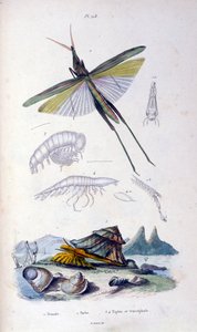 Botanische und zoologische Illustration von F. E. Guerin. Aus Dictionnaire pittoresque d
