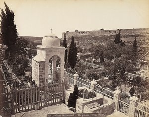 Blick auf den Garten von Gethsemane oder den Olivenhain, in dem Christus laut Überlieferung seine letzten Tage verbrachte von Félix Bonfils