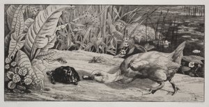 Ein Unbekannter von Felix Bracquemond
