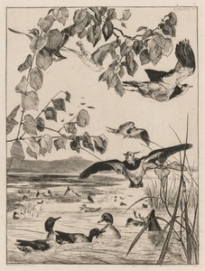 Kiebitze und Krickenten von Felix Bracquemond