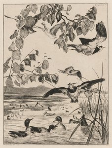 Kiebitze und Krickenten, 1862 von Felix Bracquemond