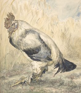 Der alte Hahn, ca. 1882