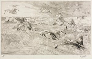 Die Möwen von Felix Bracquemond