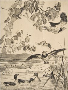 Kiebitze und Krickenten von Felix Bracquemond