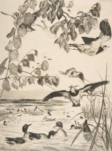 Vanneaux et Sarcelles, 1862 von Felix Bracquemond