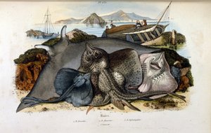 Illustration eines Manta-Rochen (aus Dictionnaire pittoresque d