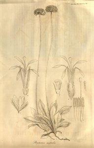 Tafel 28 aus Band X der Transactions of the Linnean Society of London, veröffentlicht 1811