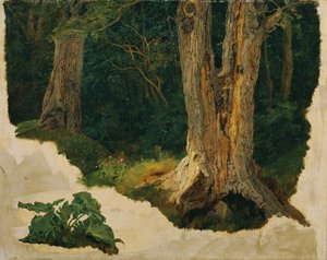 Baumstudie von Ferdinand Georg Waldmuller
