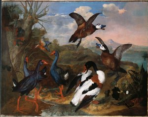 Brandgänse und andere Vögel in einer Landschaft, 1720 von Ferdinand Phillip de Hamilton