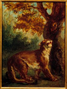 Der Puma sagt auch Löwin auf der Suche nach Beute von Ferdinand Victor Eugene Delacroix