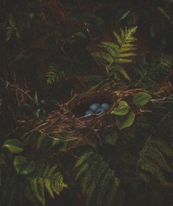 Vogelnest und Farne von Fidelia Bridges