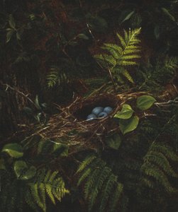 Vogelnest und Farne, 1863 von Fidelia Bridges