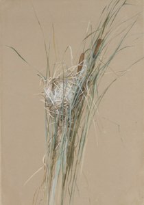 Vogelnest in Rohrkolben, ca. 1875 von Fidelia Bridges