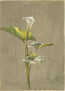 Calla-Lilie (1875)