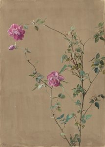 Rosa Rosen