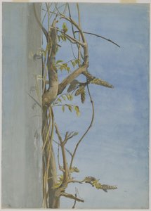 Blauregen an einer Wand von Fidelia Bridges