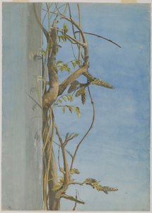 Blauregen an einer Wand von Fidelia Bridges