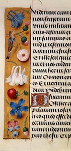 Ms. 1058-1975, f.22v: (Detail) einer floralen Bordüre aus einem Stundenbuch, ca. 1500