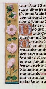 Ms. 1058-1975, f.34v: Detail einer floralen Bordüre aus einem Stundenbuch, um 1500