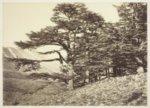 Zedern des Libanon