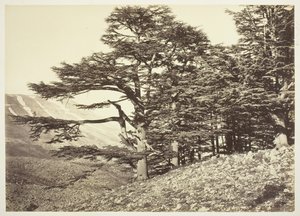 Zedern des Libanon, um 1870 von Félix Bonfils