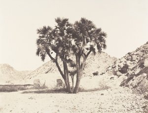 Umgebung von Fileh, Doum-Palme am Ostufer des Nils, 1851-52, gedruckt 1853-54 von Félix Teynard