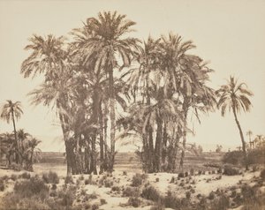 Hain von Dattelpalmen von Punkt A, Karnak