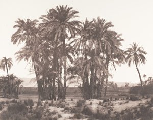 Karnak, Gruppe von Dattelpalmen vom Punkt A gesehen, 1851-52, gedruckt 1853-54 von Félix Teynard