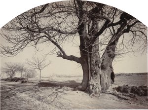 Große Kastanie am Straßenrand, ca. 1875-1880