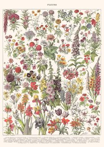 Fleur I - ASTER EDITION, 2023