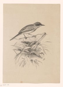 Zwei kleine Vögel auf einem Ast von Floris Verster