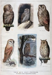 Vögel, die geschützt sind und in der Landwirtschaft hilfreich sind