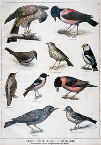Vögel, die geschützt sind und in der Landwirtschaft hilfreich sind