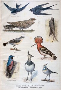 Vögel, die geschützt und in der Landwirtschaft nützlich sind