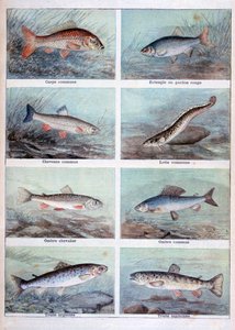 Süßwasserfische, 1898 von Fortuné Méaulle